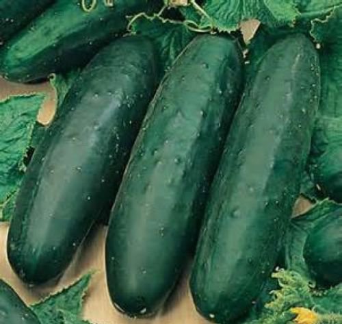 30 FRESH HEIRLOOM SLICING CUCUMBER MARKETMORE 76 SEEDS