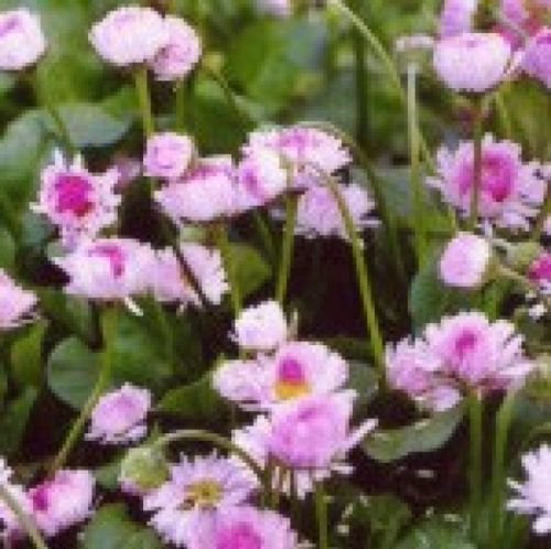 ENGLISH DAISY FLOWERS 200 FRESH SEEDS