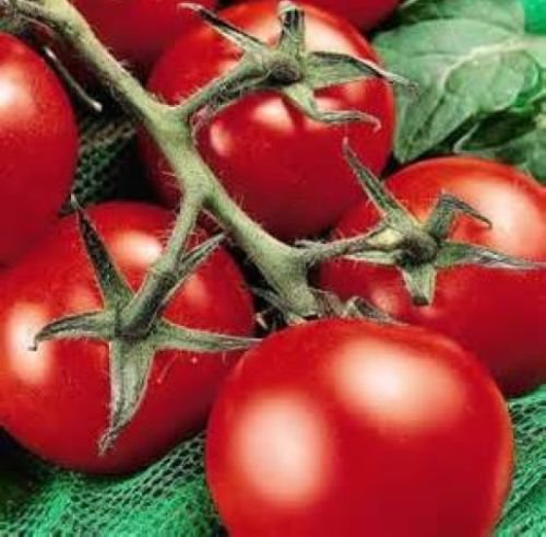 25 FRESH HEIRLOOM MONEYMAKER TOMATO SEEDS