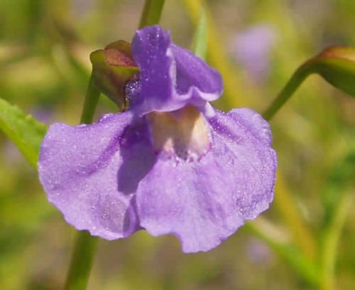 PURPLE MONKEY FLOWER 100 FRESH SEEDS