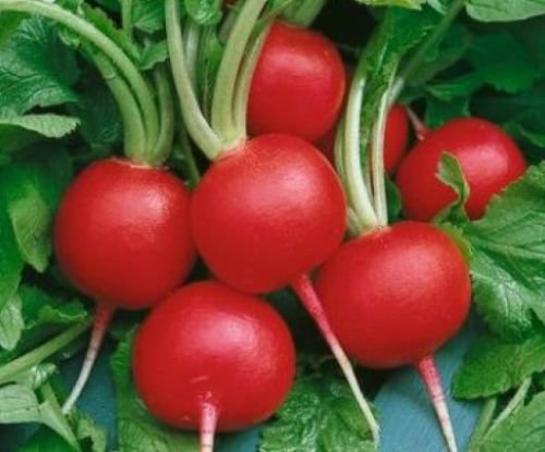 50 FRESH RADISH CHAMPION SEEDS