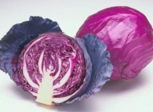 25 FRESH CABBAGE RED ACRE SEEDS