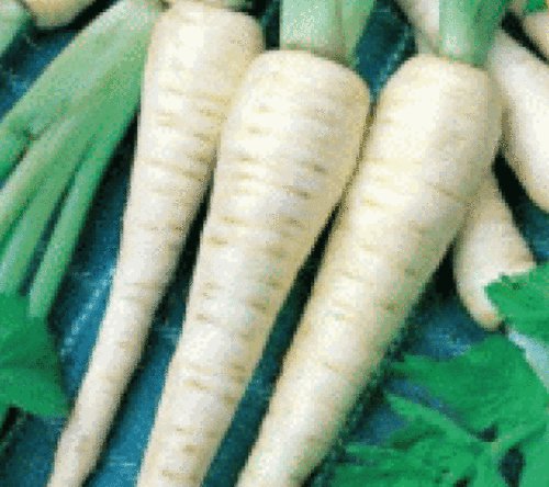 100 FRESH PARSNIP HOLLOW CROWN SEEDS
