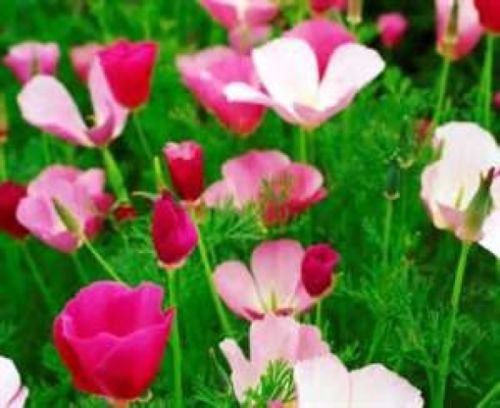 PURPLE GLEAM POPPY FLOWERS 100 SEEDS