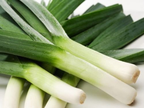 100 FRESH HEIRLOOM LEEK AMERICAN FLAG SEEDS