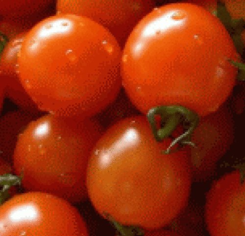 25 FRESH HEIRLOOM SMALL RED CHERRY TOMATO SEEDS