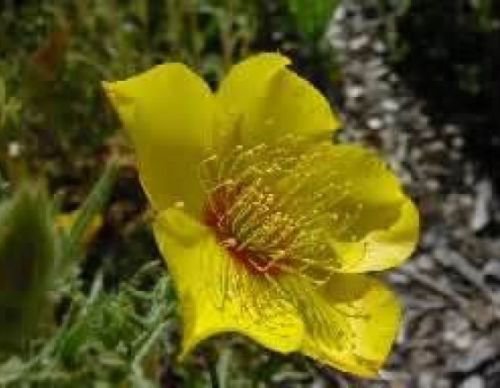 YELLOW BLAZING STAR 100 FRESH SEEDS MENTZELIA LINDLEYI