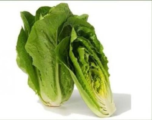 100 FRESH HEIRLOOM ROMAINE LETTUCE PARRIS ISLAND COS SEEDS