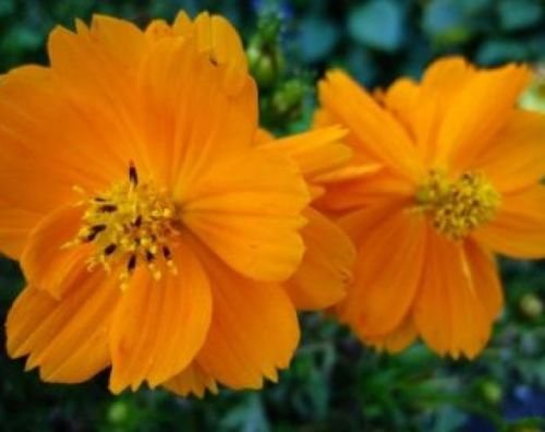 COSMOS ORANGE 30 FRESH FLOWER SEEDS