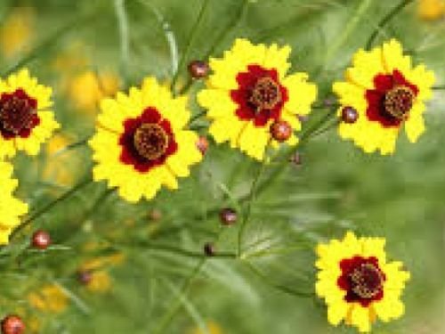COREOPSIS DWARF PLAINS 100 FRESH SEEDS