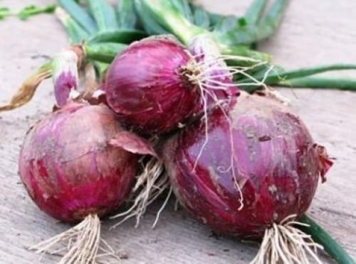 25 FRESH RED BURGANDY ONION SEEDS