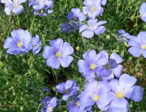 BLUE LEWISII FLAX 100 FRESH SEEDS