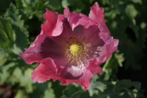 POPPY FLOWER SEEDS THE GIANT 100 FRESH SEEDS