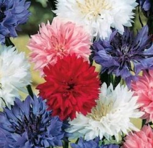 100 FRESH BACHELOR BUTTON "POLKA DOT" SEEDS DWARF MIX CORNFLOWER