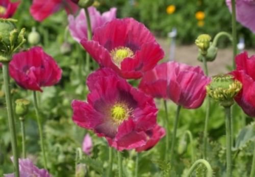 HEN & CHICKENS POPPY FLOWER SEEDS 100 FRESH SEEDS