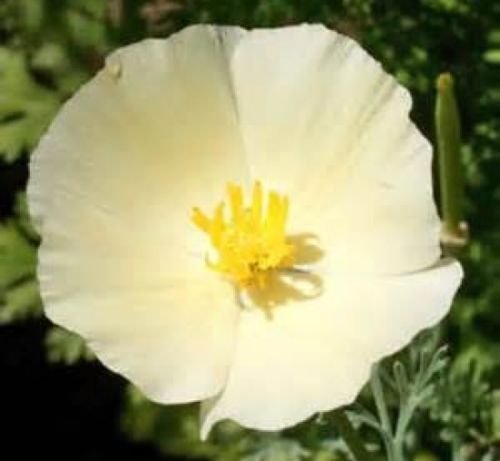 IVORY CASTLE CALIFORNIA POPPY FLOWER 100 FRESH SEEDS