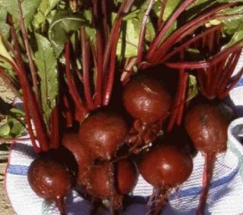 25 FRESH HEIRLOOM DETROIT DARK RED BEET SEEDS
