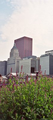 Modern Growth ***ON SALE***