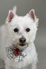 Doggie Bow