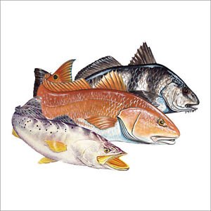 Red Drum Printed Vinyl Decal / Sticker