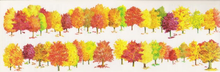 Colourful Forrest Stikcers