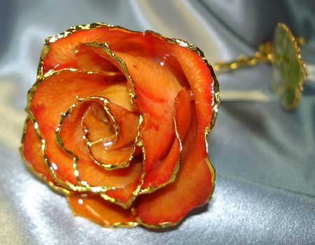 APRICOT coloured real ROSE - Lacquered & 24k gold-plated