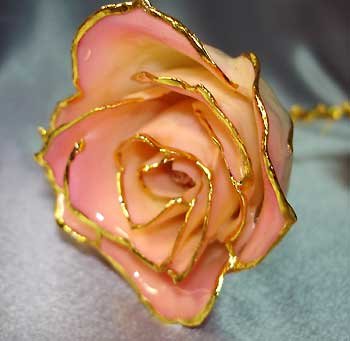 PINK and WHITE real ROSE - Lacquered & 24k gold-plated