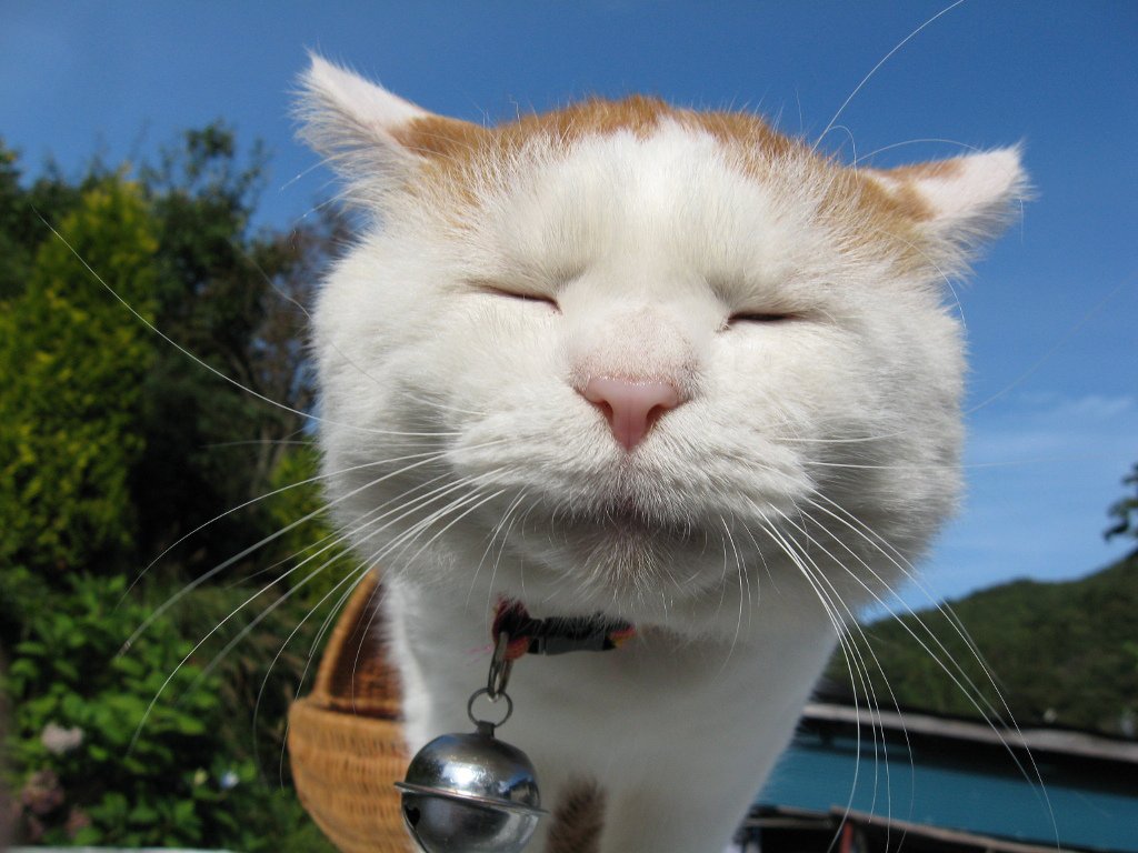 cat basket