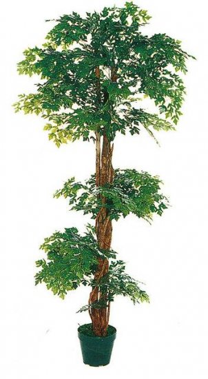 Mini Arelixa Tree 5ft