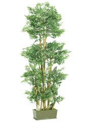 6' Ming Aralia Silk Tree