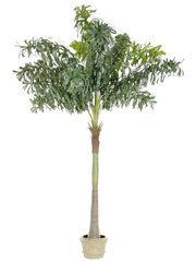 Silk Fishtail Palm Tree