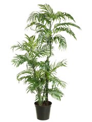 Kentia Palm Silk Tree