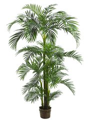 Kentia Palm Tree
