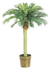 Phoenix Silk Palm Tree