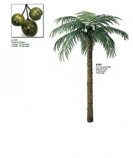 Coconut Palm (12 feets tall)