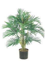 Areca Palm (3 feets tall)