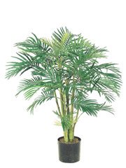 Areca Palm Tree (4 feets tall)