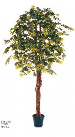 Green Maple Tree (6fts tall)