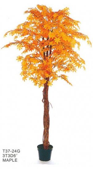 Tan Maple Tree