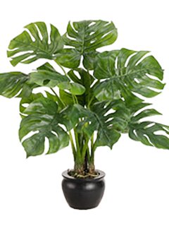 Split Philo Plant