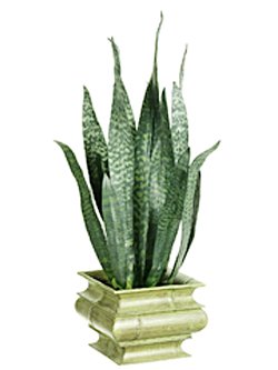 Snake Plant
