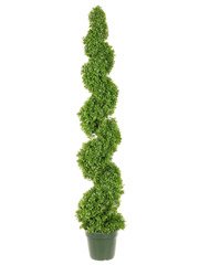 Leucadendron Spiral Topiary