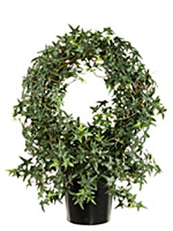 Circle Ivy Topiary