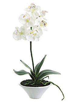 Phalaenopsis Orchid