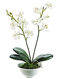 White Phalaenopsis Orchid