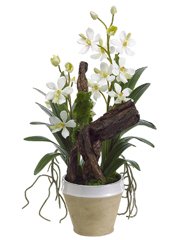 Dendrobium Orchid Floral Arrangement