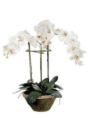 Phalaenopsis Flower Arrangement