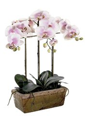 Silk Phalaenopsis Orchid (Pink)