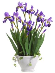 Iris Flowers
