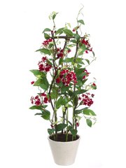 Buovardia Vine